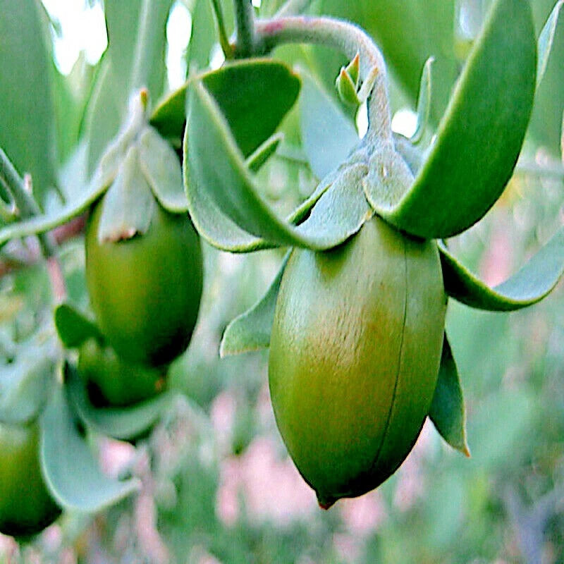 jojoba seeds for planting Jojoba Tree Seeds - Rare Simmondsia chinensis - Medicinal Fruit Oil Goat Nut Plant