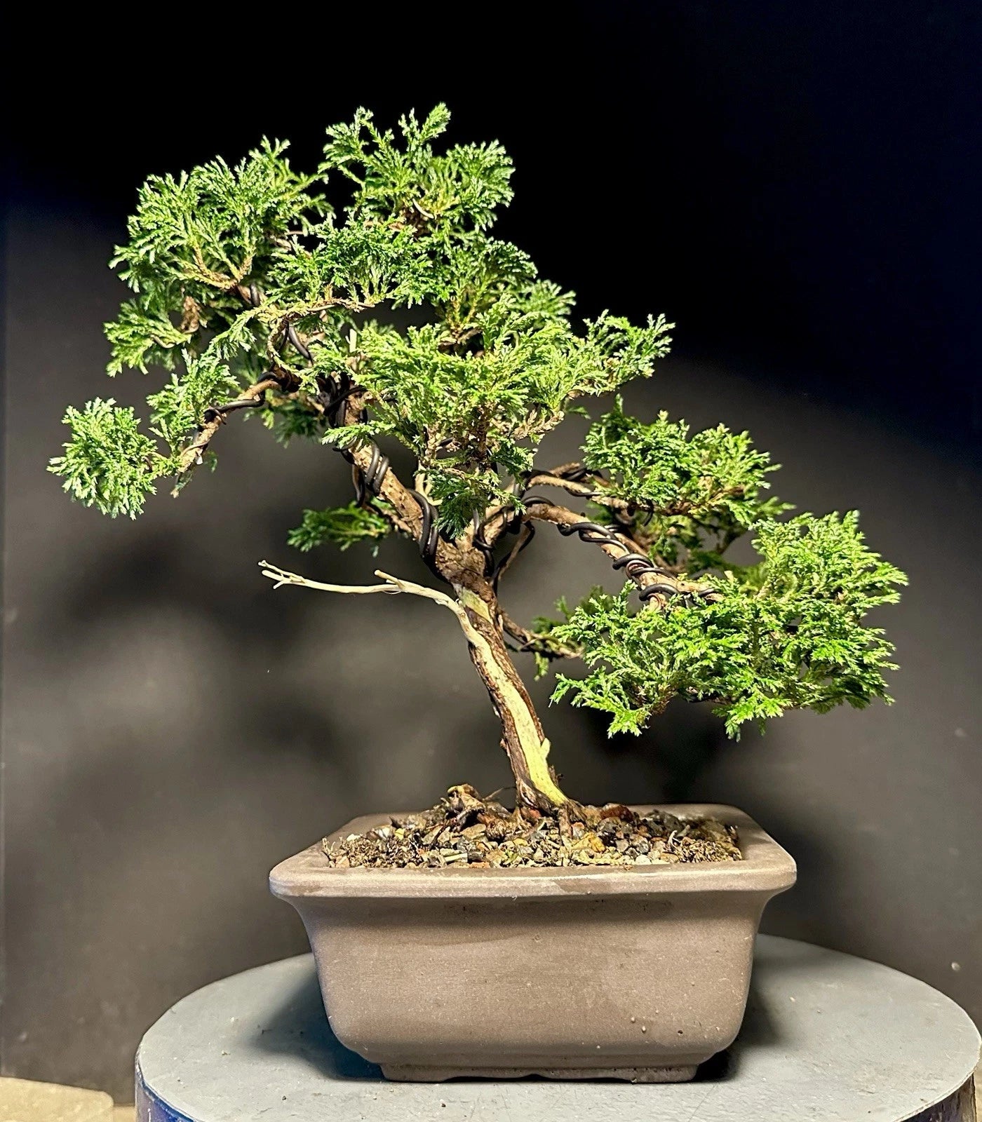 Mame Bonsai Tree 10.5” Tsukumo Cypress Chamaecyparis Pisifera in Japanese  Pot – Jayme Garden
