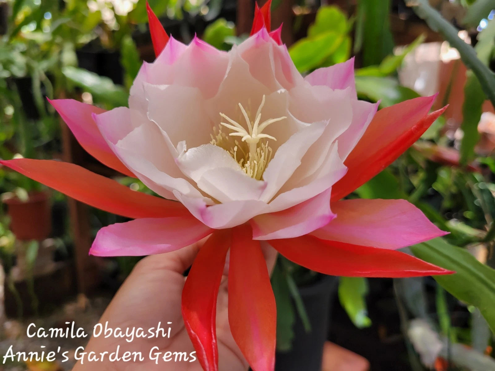 succulent epiphyllum Epiphyllum Camila Obayashi Orchid Cactus in 4 Inch Pot