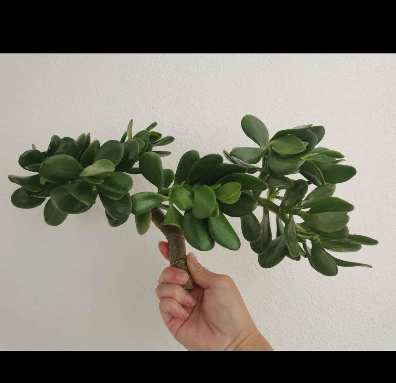 jade succulent cutting Thick Cutting Jade Plant Succulent 0.75 - 1 Inch Diameter Crassula ovata
