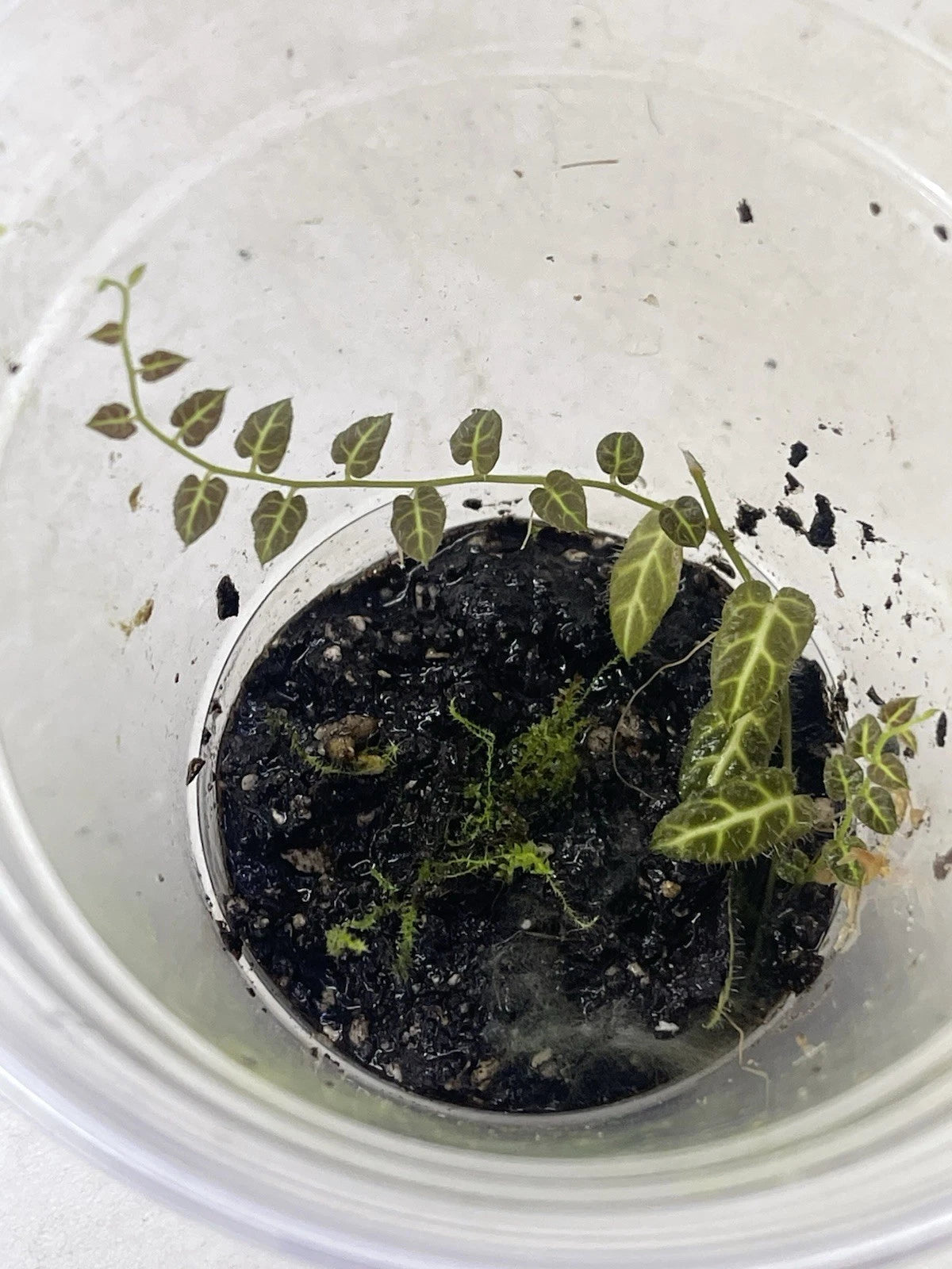 vine plants for terrarium Solanum Ecuador Vine Plant in Pot for Terrarium
