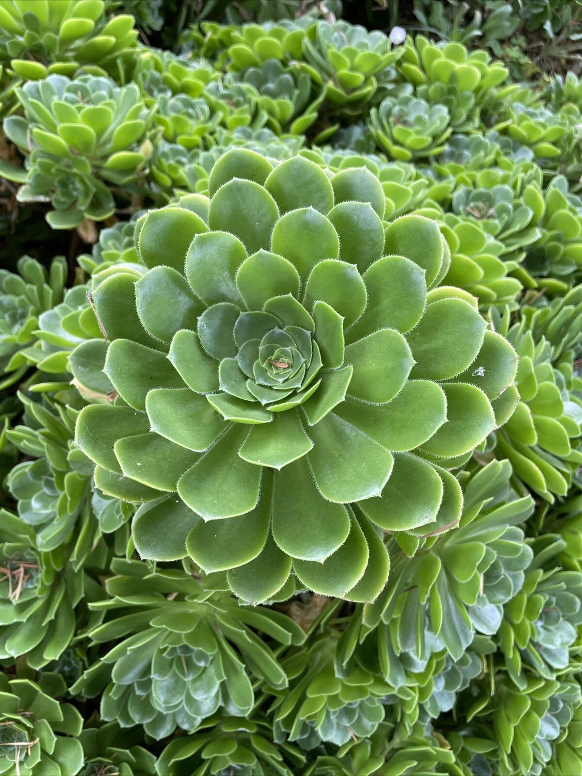 irish indoor plants Rare Aeonium Arboreum "Irish Rose" 4 Cuttings