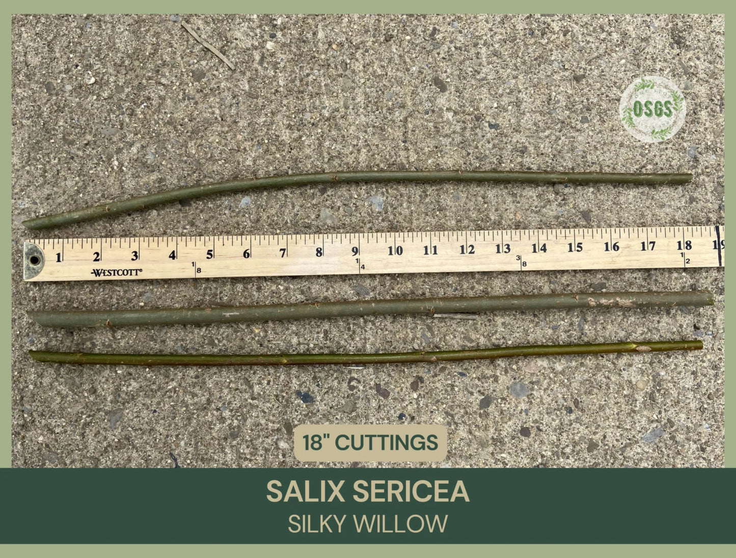 Silky Willow Cuttings Lot of 5 | 18" Fresh Salix sericea | Native Plant Cuttings for Propagation