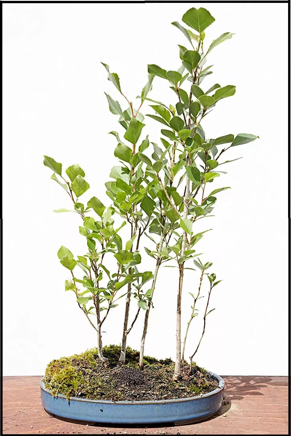 silver bonsai tree Silver Poplar Bonsai Tree Cuttings