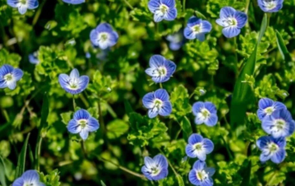 Birdeye Speedwell Seeds - 50+ Heirloom Persian Speedwell (Veronica persica) for Garden Planting, Easy to Grow