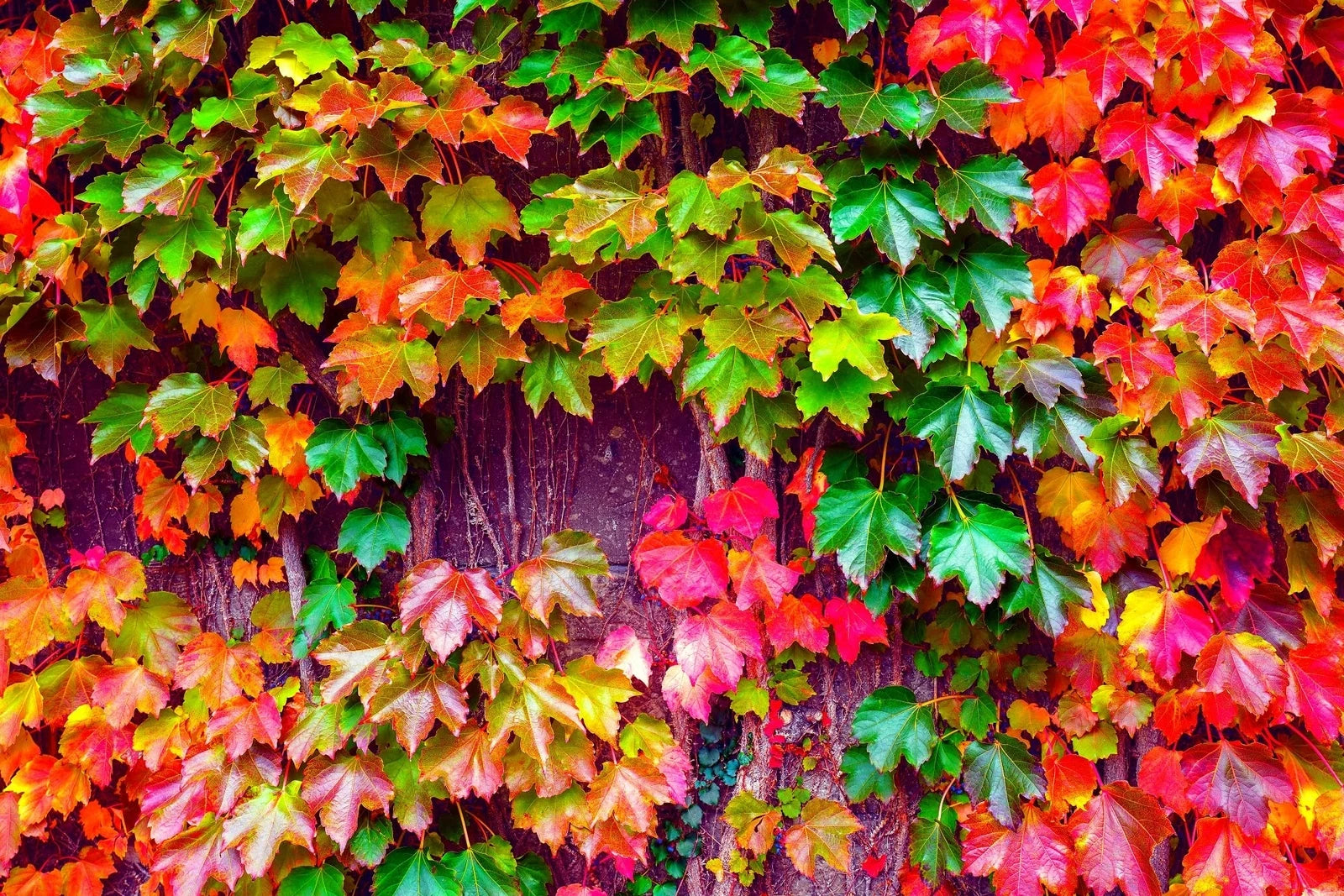 planting ivy seeds Japanese Ivy Seeds - 50 Count - Easy to Grow Creeping Vine
