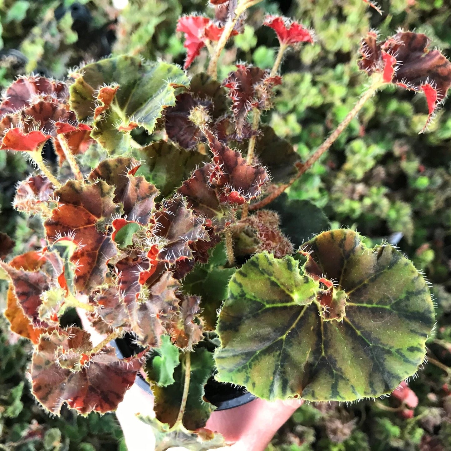 Begonia Plant 2.5" Pot Compact Indoor Variety Kevin Whitecotton (Begonia)