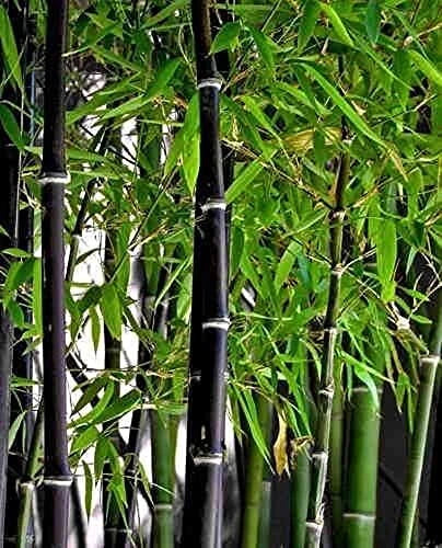 Black Bamboo Seeds - 150+ Seeds - Fast Growing Privacy Screen - Phyllostachys nigra
