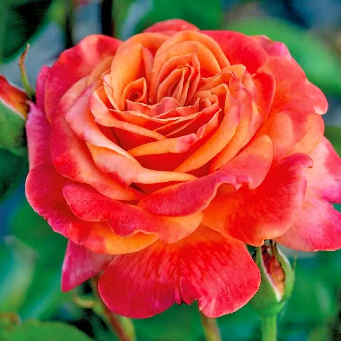 Rose Bush 1-2 Ft Orange Yellow 'Arizona' AARS 1975 Winner