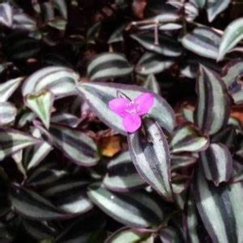 50 Cuttings Tradescantia Zebrina Wandering Jew Plant - Purple and Green Foliage, Easy Care Houseplant