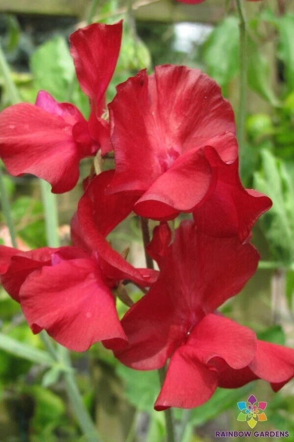 Kenneth Sweet Pea Seeds - 50+ Pack - Edible Flower Seeds for Garden Planting - Lathyrus odoratus