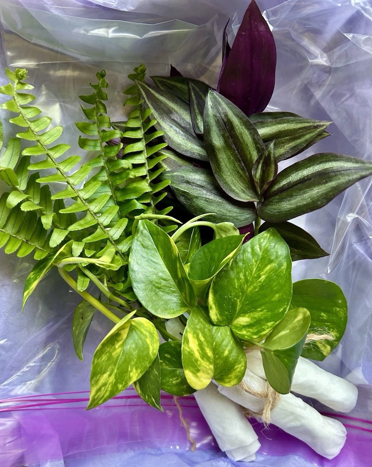 Rooted Plant Cuttings Variety Pack - 15 Assorted Cuttings for Home Gardening - Perfect for Propagation and Plant Lovers