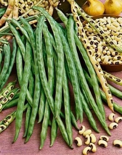 Blackeye Pea Seeds - 15 to 500 Count - Heirloom Southern Cow Peas - Vigna unguiculata