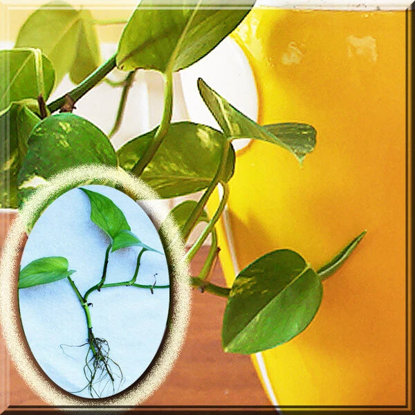 Variegated Golden Pothos Plant - Devil's Ivy - Epipremnum Aureum - 1-10 Rooted Cuttings