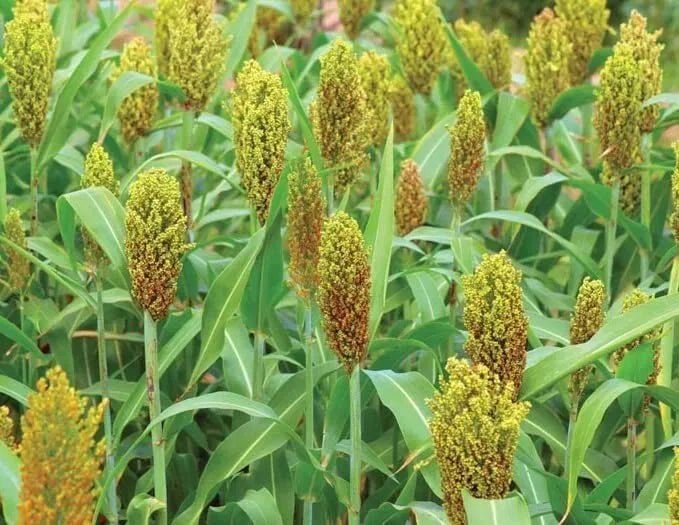 Wild Game Sorghum Seeds for Planting - Premium Milo Seeds - 50 lbs - High Yield Food Plot (Sorghum bicolor)
