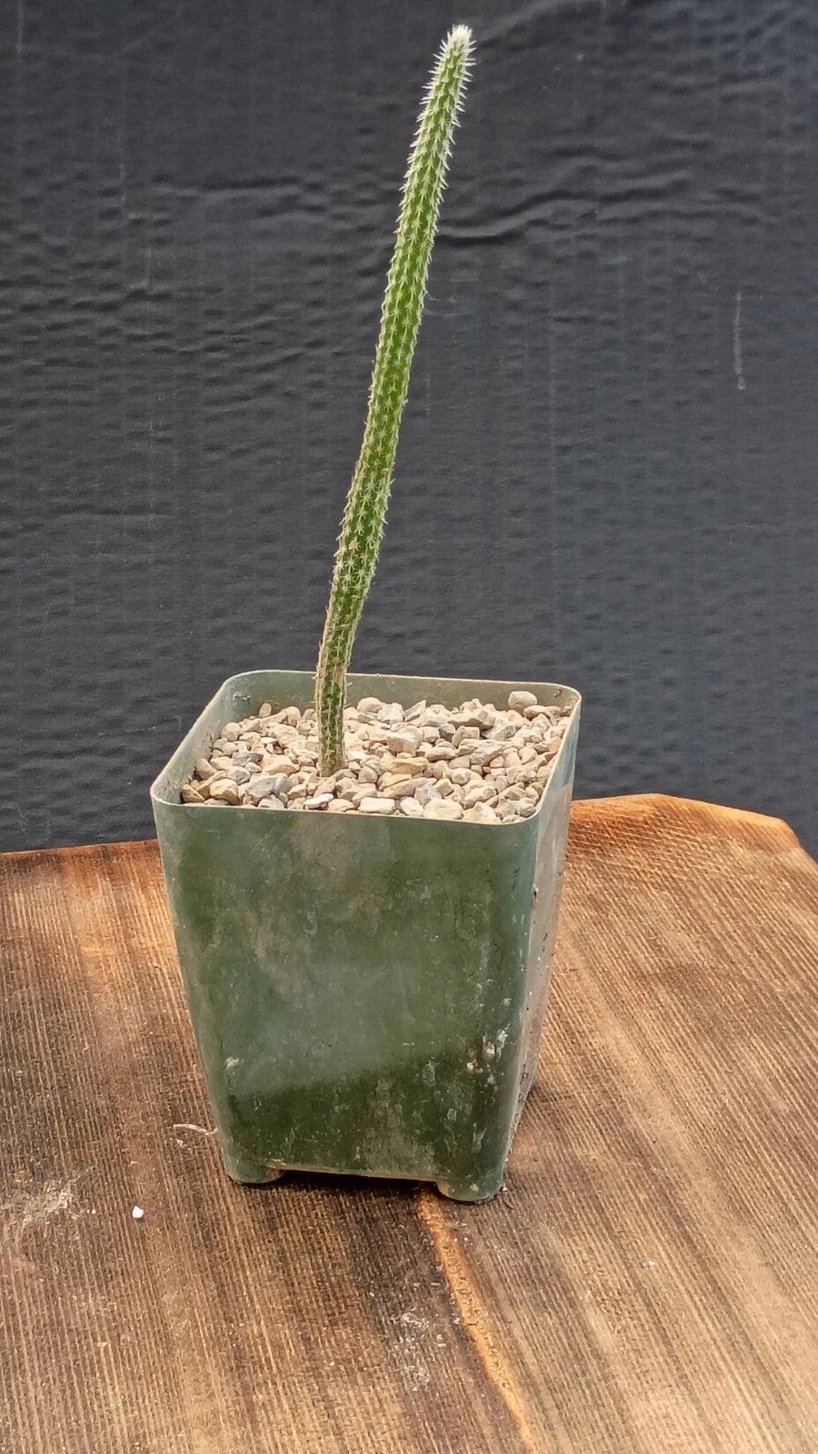 Echinocereus poselgeri Cactus Plant