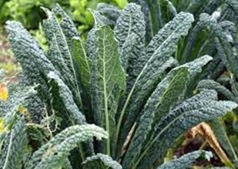 Kale Seeds, 1000 Seeds, Premier Non-GMO Variety, Perfect for Salads and Cooking, Brassica oleracea