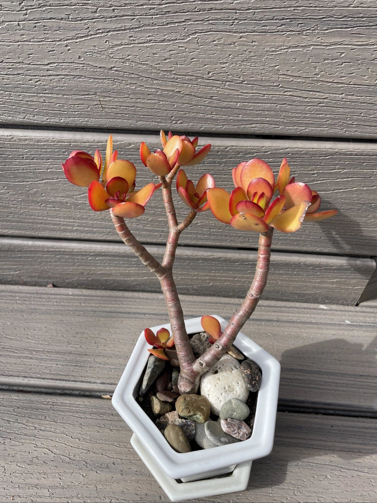 RARE RED AKAI Jade Succulent Plant 7-8” Bare Rooted Bonsai Tree Crassu –  Jayme Garden