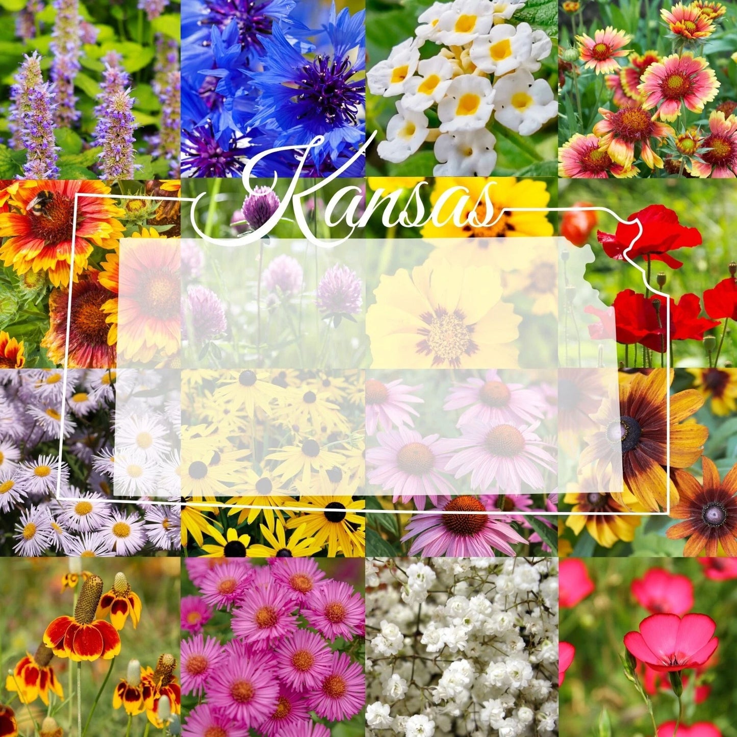 Bulk Wildflower Seed Mix 1/4LB Eastern Kansas Variety - Covers 2,000 sq ft - Native Wildflowers for Pollinators