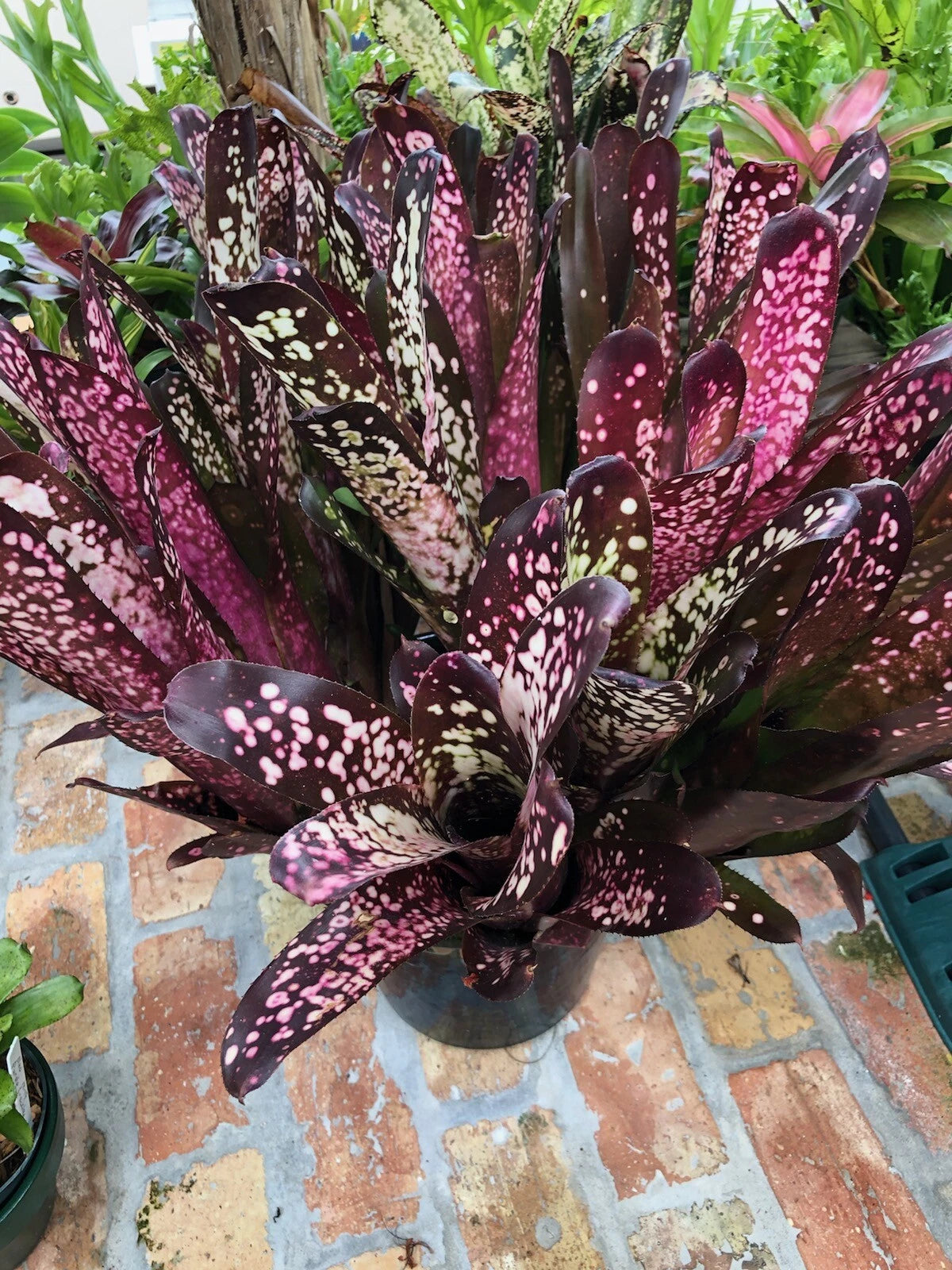 colorful foliage indoor plants Billbergia Hallelujah Bromeliad Plant