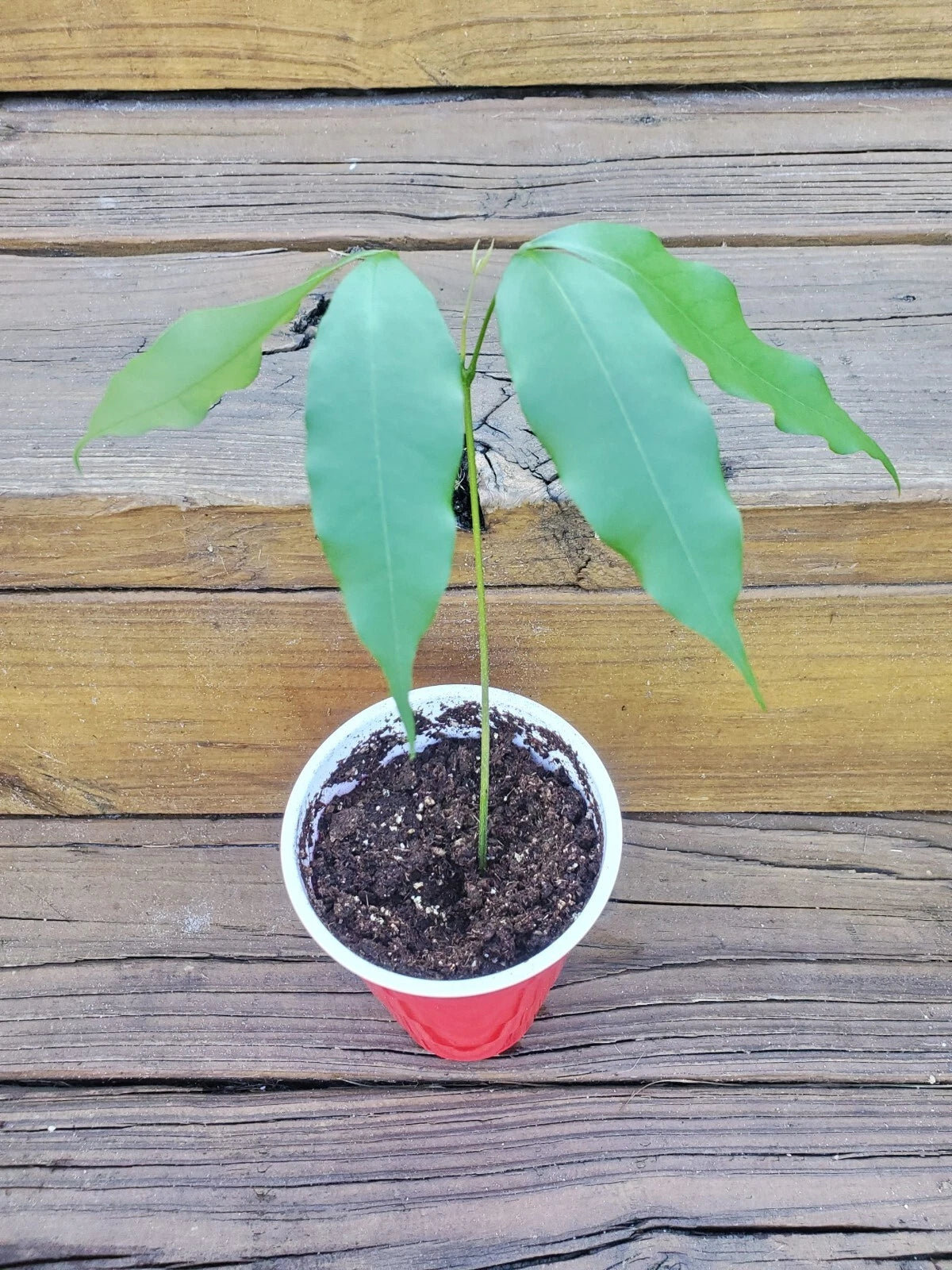 lychee plant indoors LIVE LYCHEE Fruit Tree | Litchi Chinensis | Tropical Plant | Edible Fruit