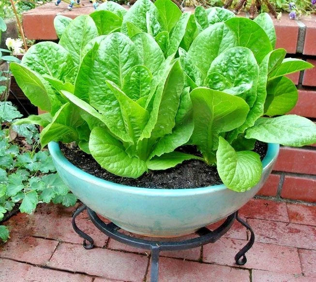 Buttercrunch Lettuce Seeds - 600+ Organic Vegetable Seeds for Garden & Containers - Fast Growing (Lactuca sativa)