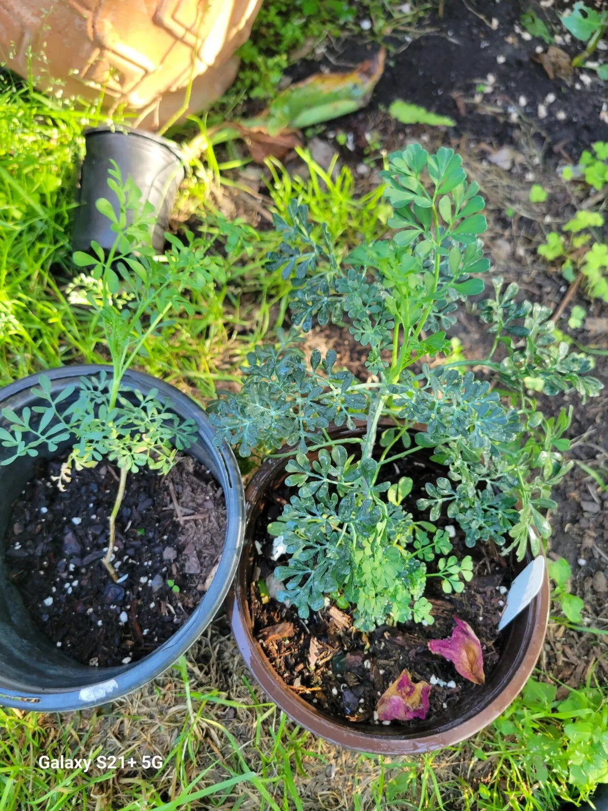 Blue Ruda Rue Live Plants - 2 in 1 Gallon Pot - Male and Female Variety - Ruta graveolens