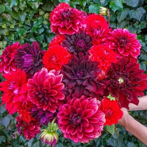25 Stark Raving Red Dahlia Seeds | Perennial Flower Seeds | Colorful Blooms | Dahlia spp.