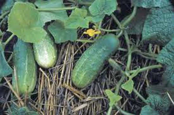 Pickling Cucumber Seeds - Heirloom National Variety, Non-GMO, 25+ Seeds for Home Gardening - Cucumis sativus