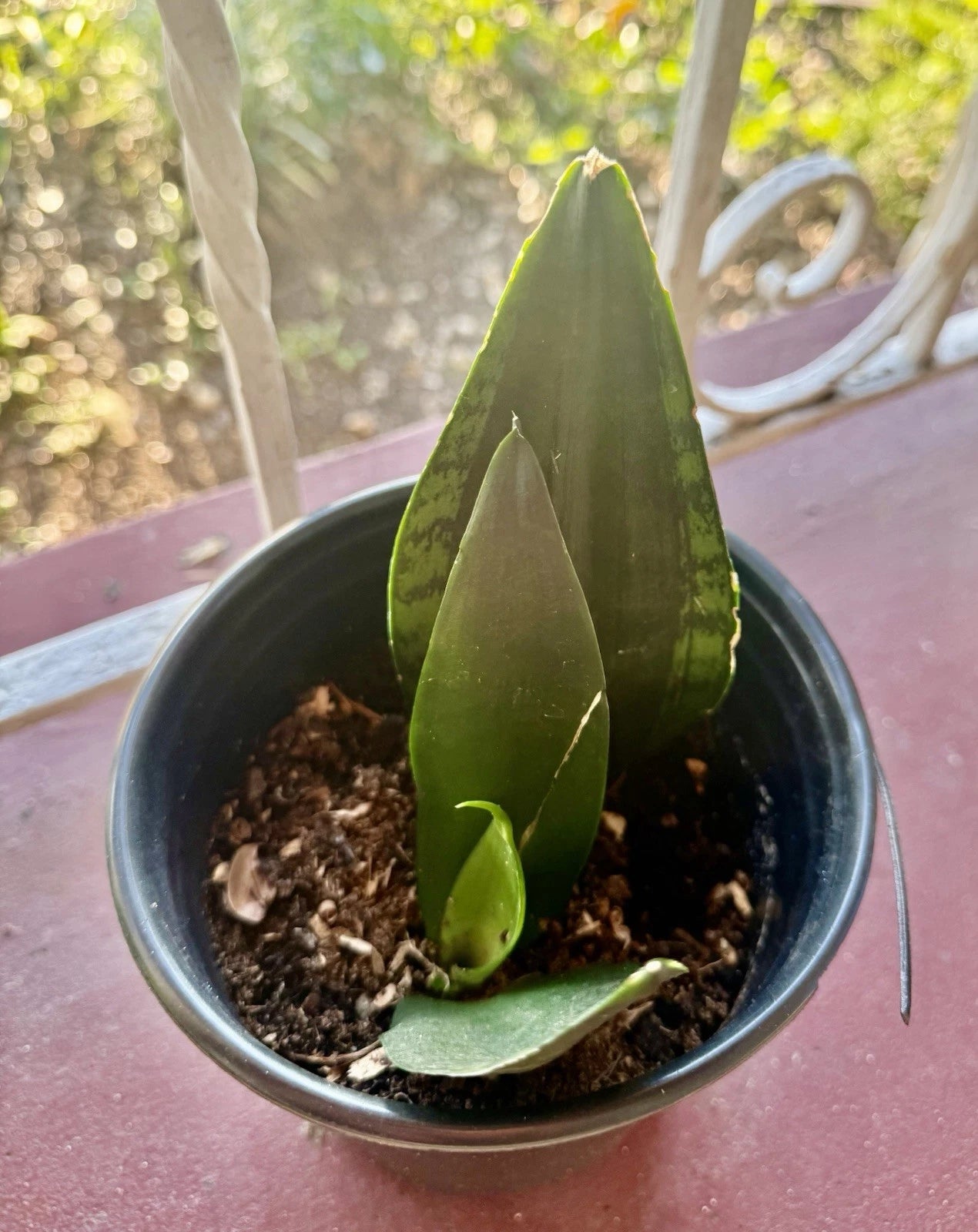 dracena snake plant Rooted Dracaena Snake Plant Cuttings - Sansevieria Trifasciata