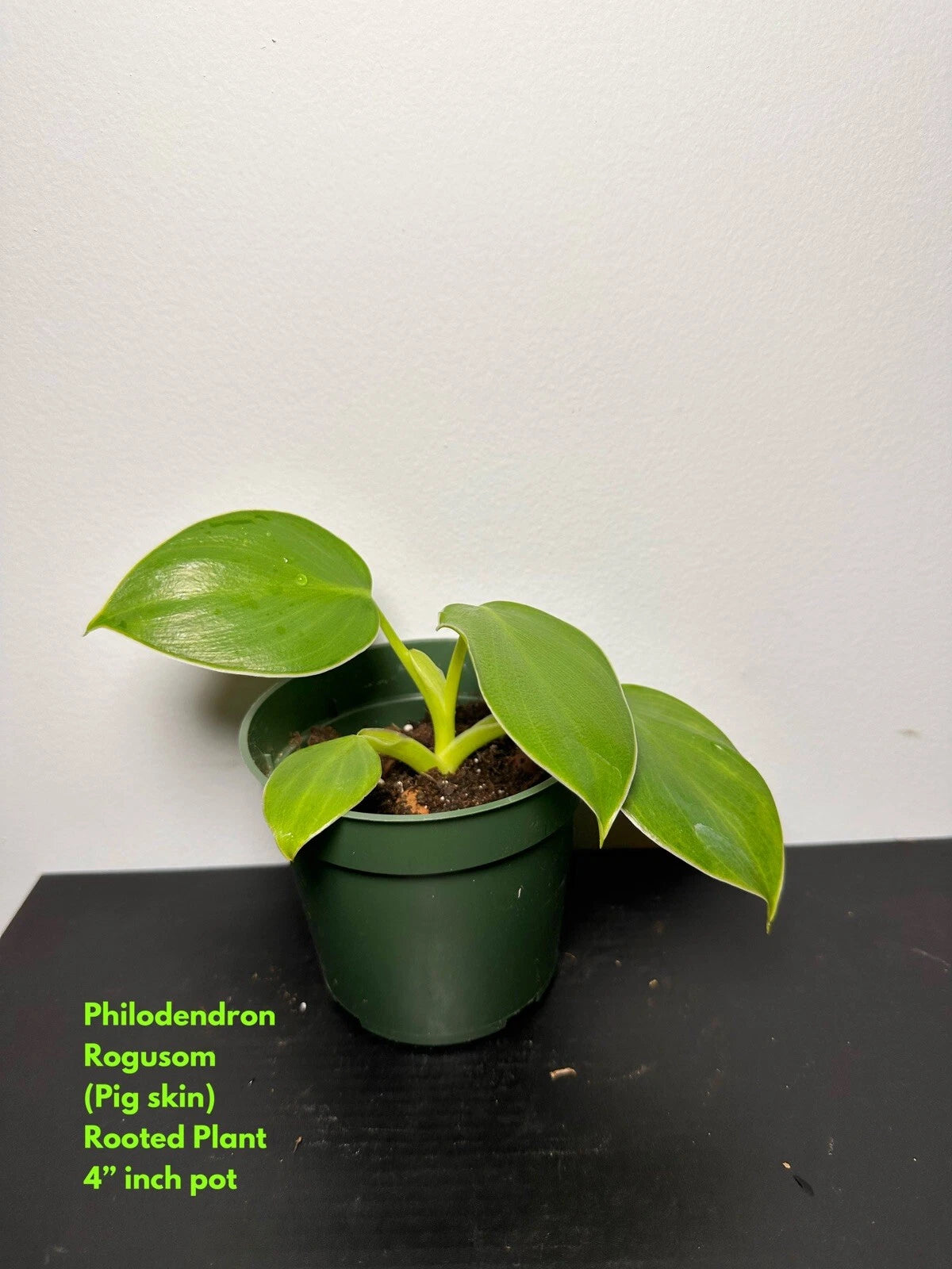 Philodendron Rogusom Top Cutting - Rooted Pig Skin Variety - Indoor Houseplant, Tropical Foliage Plant
