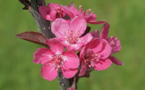 Cardinal Crabapple Seeds - 25+ Pack for Garden Planting - Malus cardinalis - USA Grown