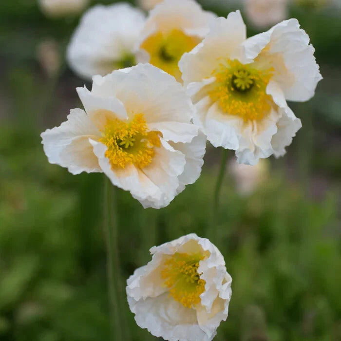 Iceland Champagne Bubbles White Poppy Seeds - 200+ Count - Papaver nudicaule - Garden Flower Seeds