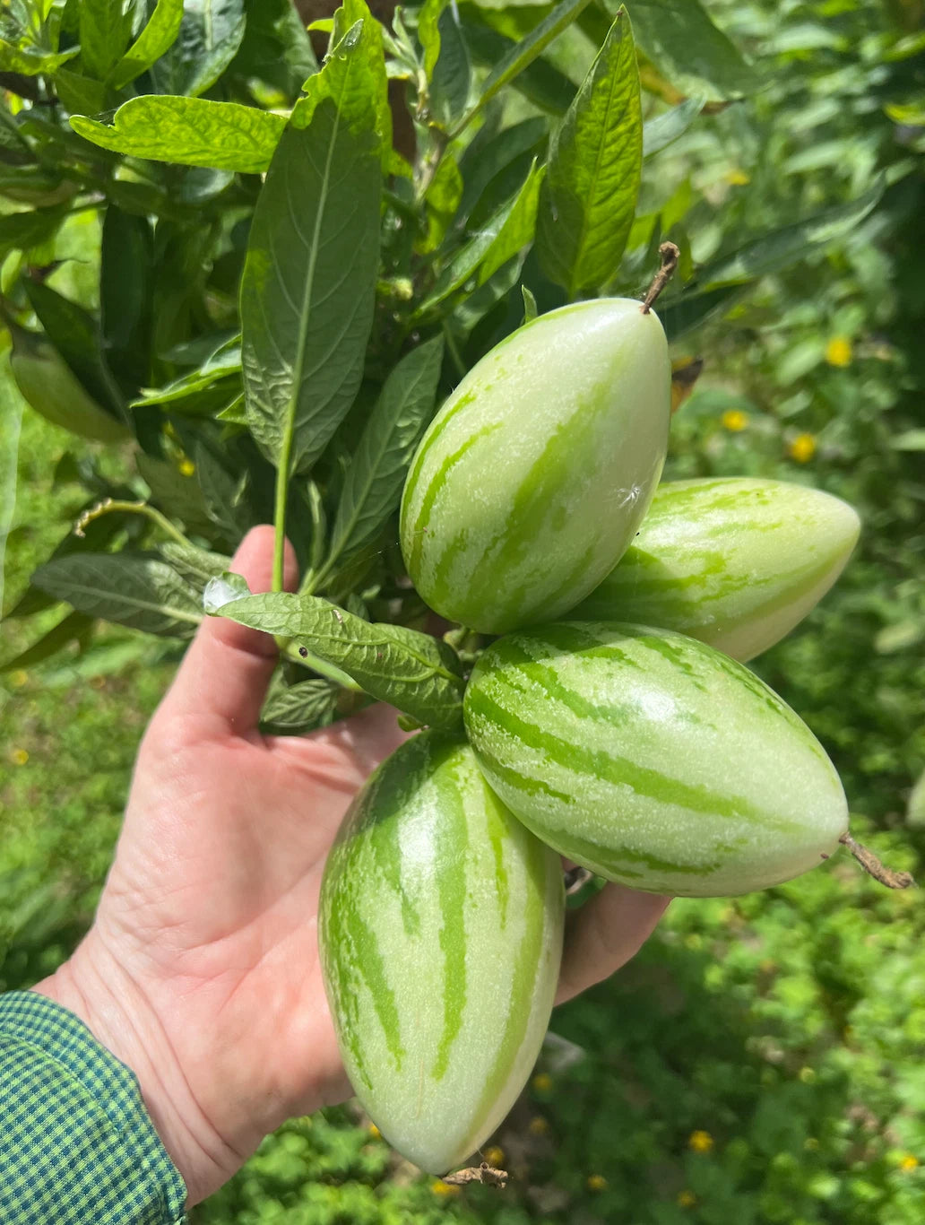Kendall's Gold Pepino Melon Cuttings - 6 Fresh Plant Cuttings - Solanum  muricatum