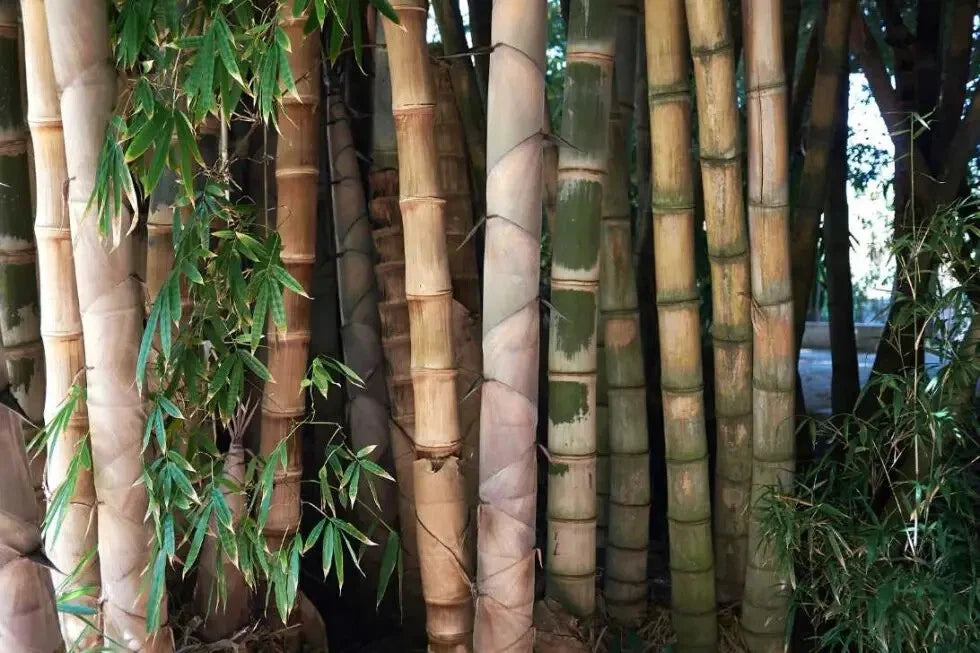Bamboo Seeds - 50 Clumping Privacy Plants for Garden Shade Screen - Dendrocalamus Strictus