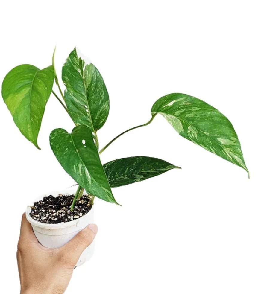 Albo Pothos Rooted Cutting Plant - Rare Variegated Epipremnum Pinnatum - Indoor Houseplant for Home Decor