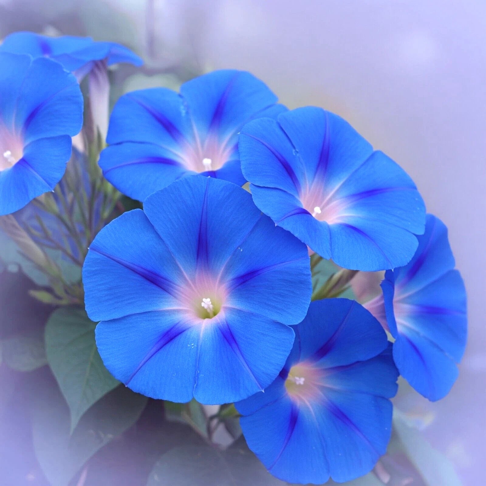 400 morning glory seeds Heavenly Blue Morning Glory Seeds