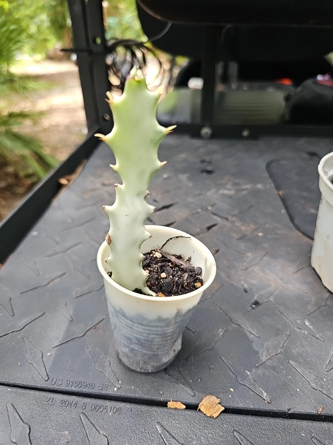 white ghost succulent Euphorbia Lactea White Ghost Variegated Dragon Bone Cactus 7"