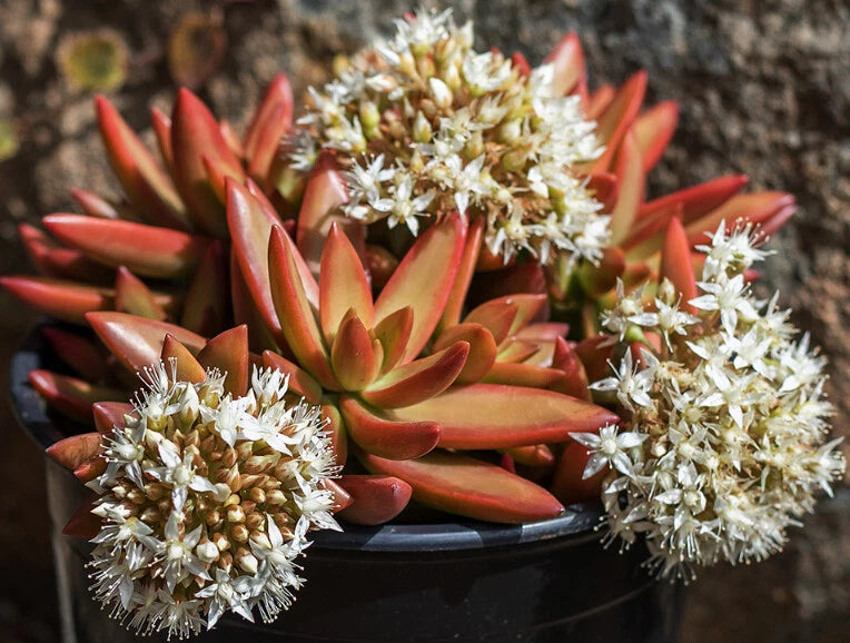 firestorm succulent Sedum Adolphii 'Firestorm' Unrooted Cuttings - 1.5
