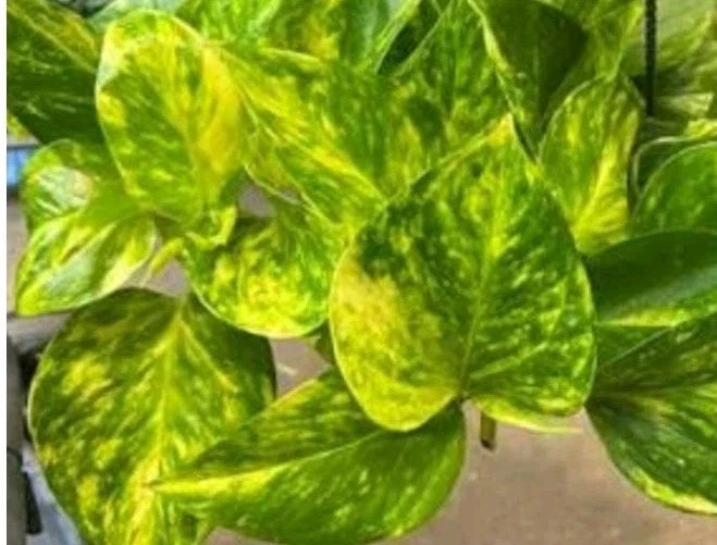 fernando's fire pothos plant Fernando Fire Pothos Cuttings - 3 Fresh Cuttings - Epipremnum aureum - No Roots