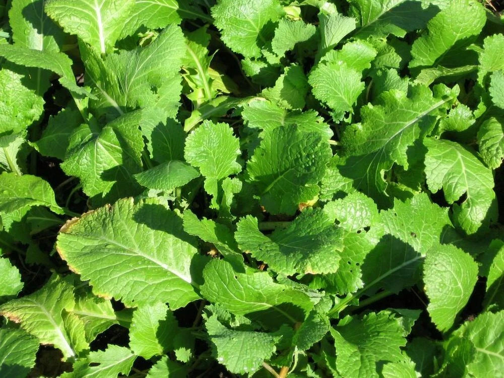 Turnip Seeds - Seven Top Turnip Variety - Fresh Vegetable Seeds - Brassica rapa