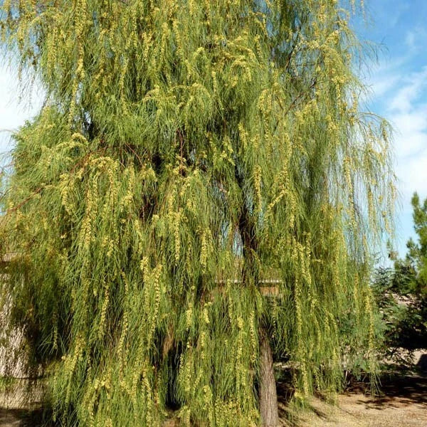 Acacia Stenophylla Seeds - Shoestring Wattle - Drought Tolerant - 25 Pack