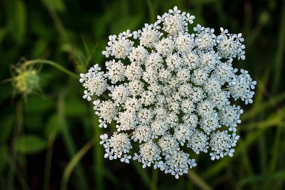 Queen Anne's Lace Seeds - 250 Pack - Wildflower Seeds for Planting - D   Jayme Garden