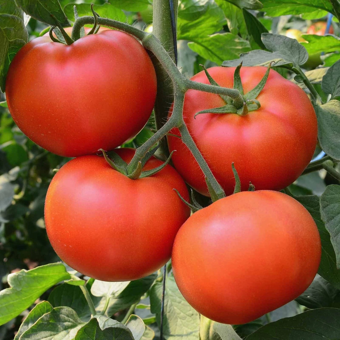 Big Beef Tomato Seeds | F1 Hybrid | Non-GMO | Heirloom Variety | Lycopersicon esculentum