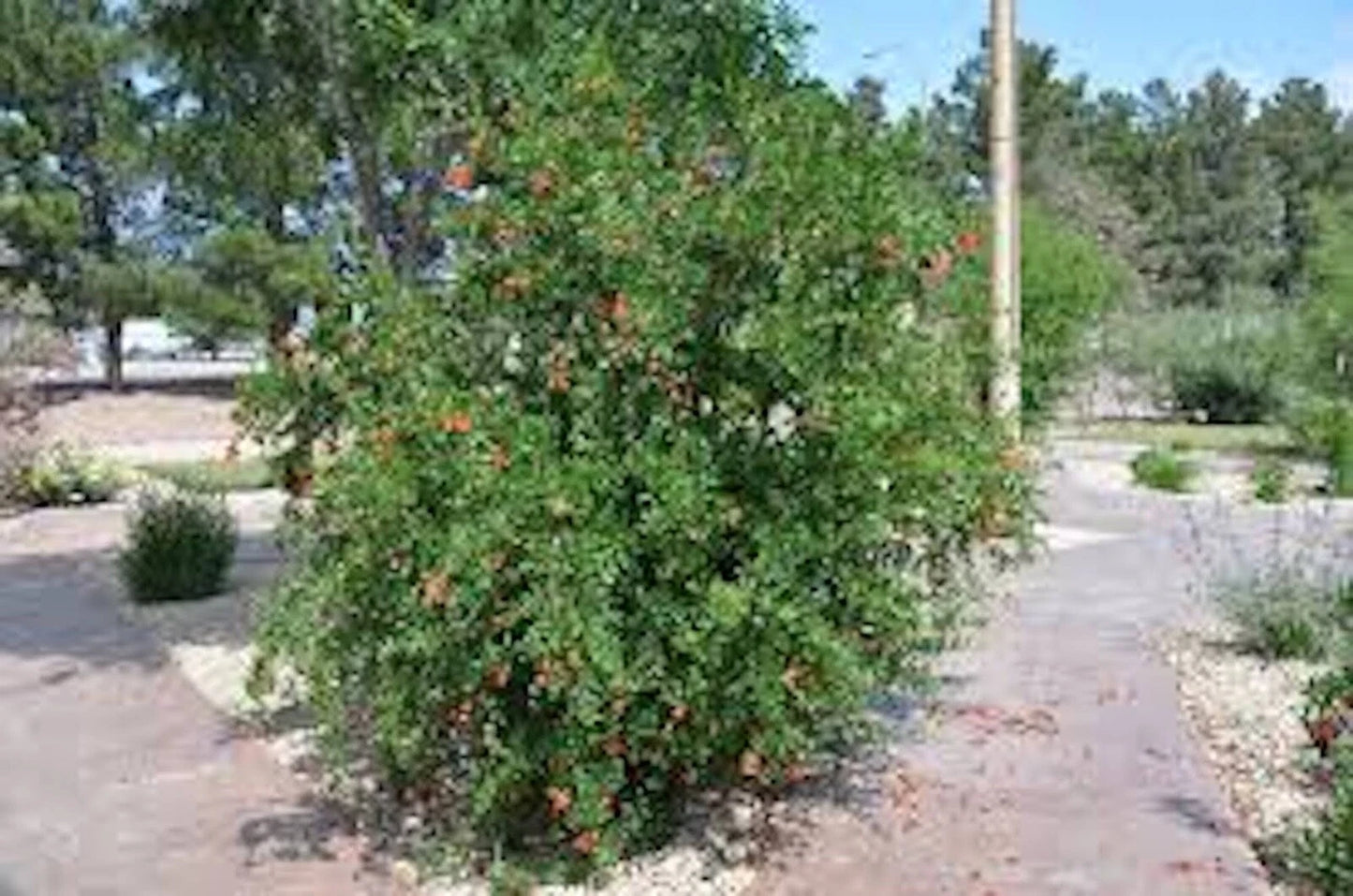 5 Pomegranate Trees - 5 Edible Starter Plants - Wonderful Variety - Punica granatum - Fruit-Bearing, Heat Tolerant, Full Sun