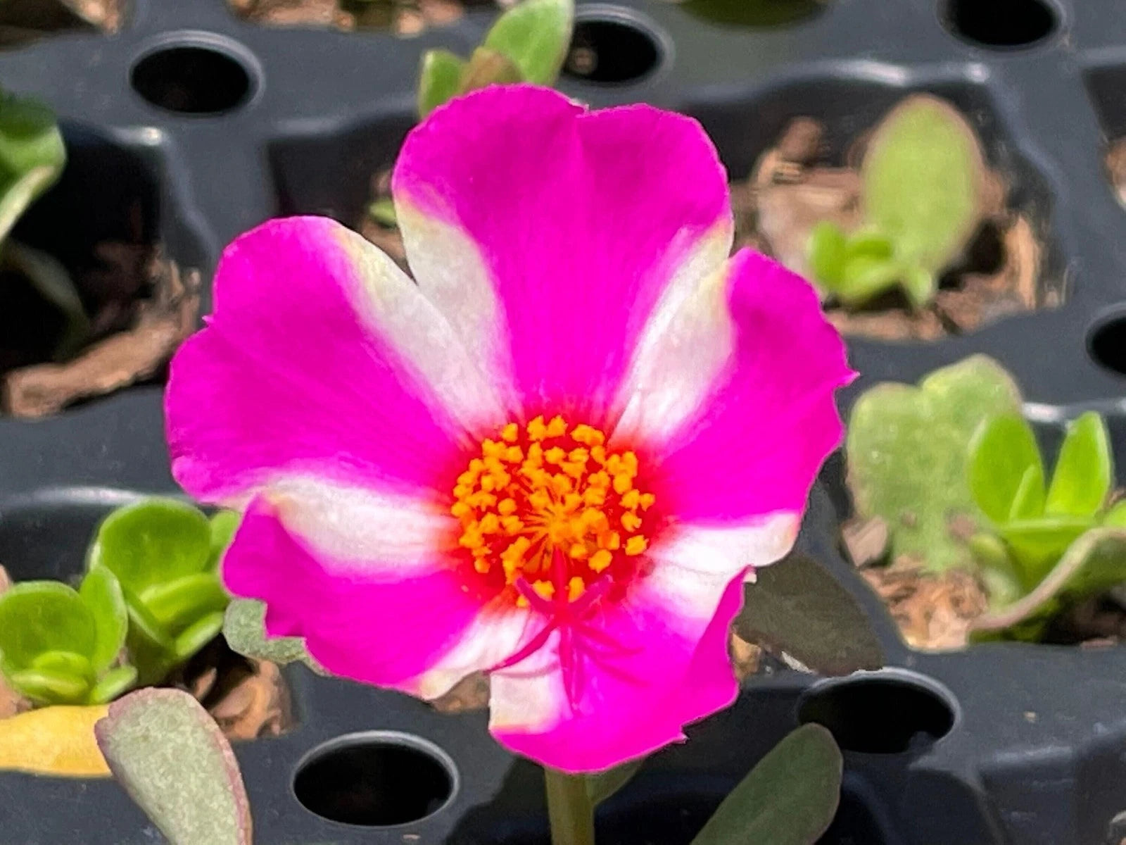 annual flower seed Partial Shade Flower Mix | Sow True Seed