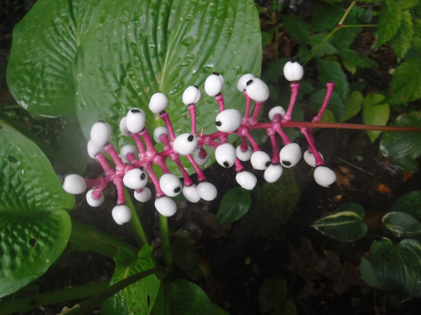 Actaea pachypoda Seeds - White Baneberry Perennial - 5 Pack - Doll's Eye Plant Seeds