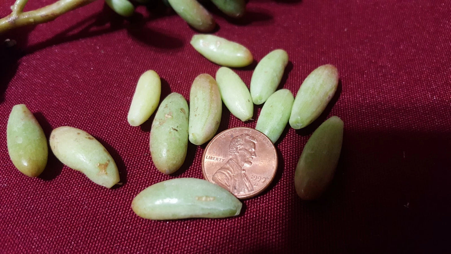 Jelly Bean Succulent Leaves Cuttings 20 pcs - Sedum rubrotinctum, Colorful Green & Red Varieties for Planting