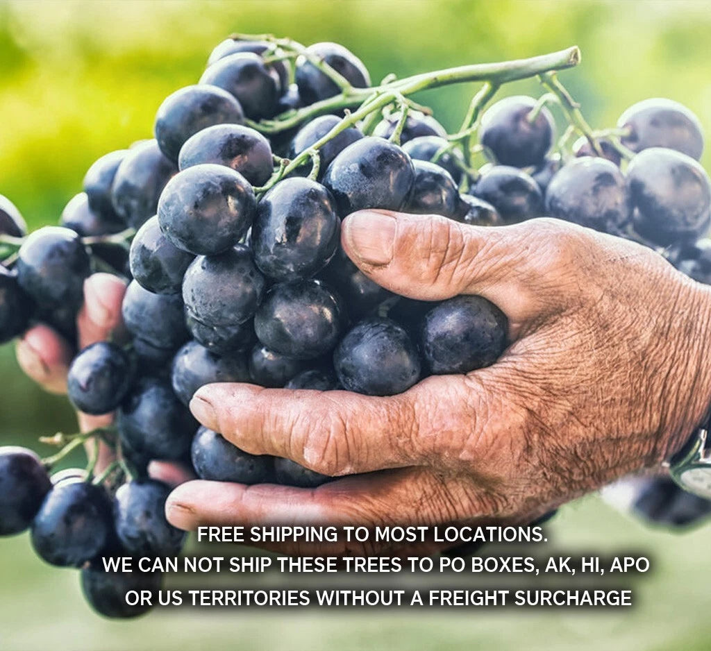Seedless Table Grape Plants - 8 Varieties - Disease-Resistant - Vitis vinifera