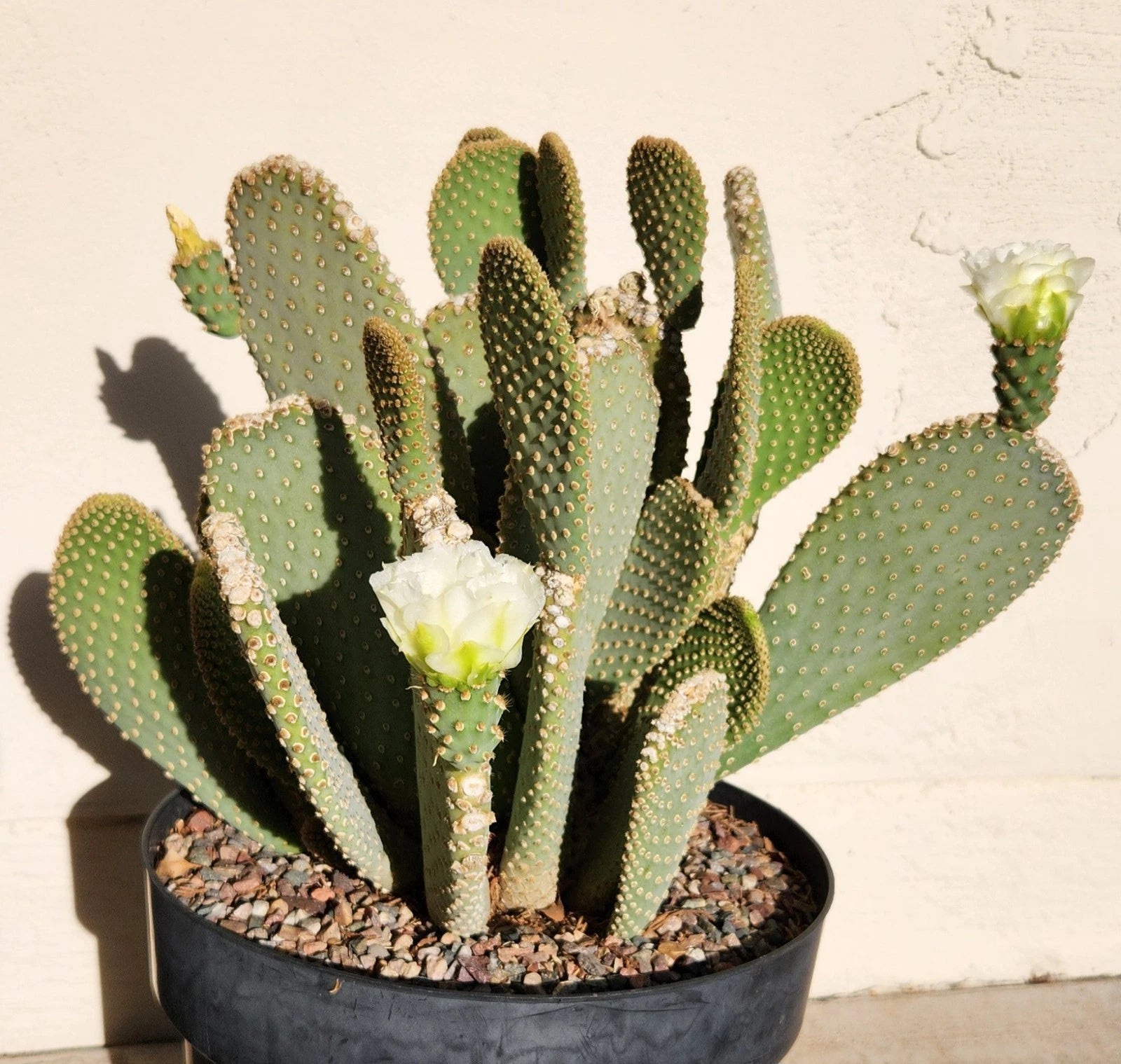 cutting prickly pear cactus Prickly Pear Cactus Pad Cutting (1)